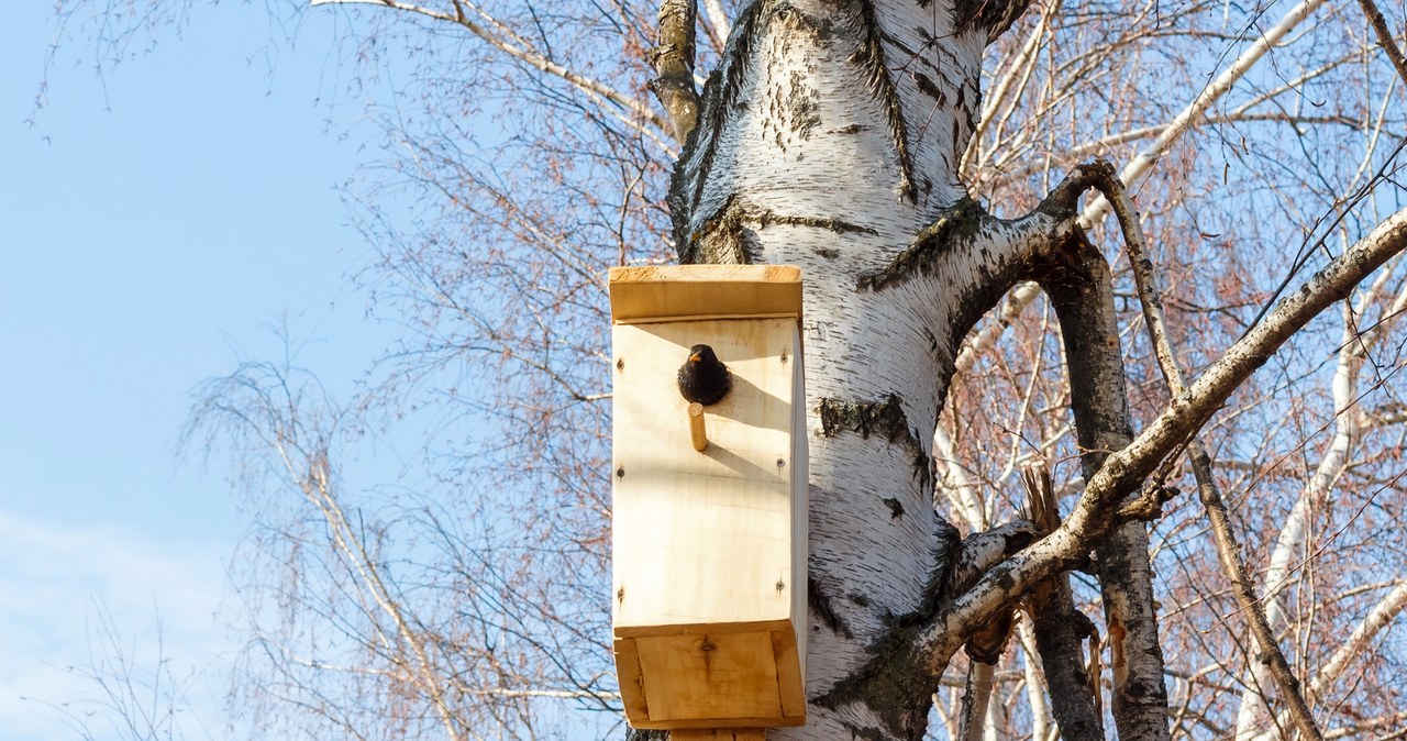 Domki dla ptaków ważne w zimie /123RF/PICSEL