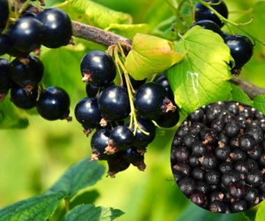 Domowa nalewka z czarnej porzeczki. Obniży poziom cholesterolu i cukru 