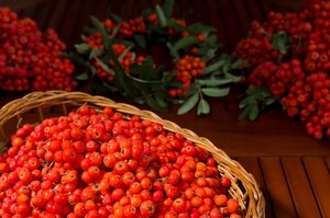 Domowa nalewka z darów jesieni. Jarzębinówka to sposób na wiele dolegliwości