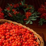 Domowa nalewka z darów jesieni. Jarzębinówka to sposób na wiele dolegliwości