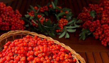 Domowa nalewka z darów jesieni. Jarzębinówka to sposób na wiele dolegliwości