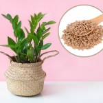 zamiokulkas Domowa odżywka do zamiokulkasa. Wypuści nowe, bujne liście