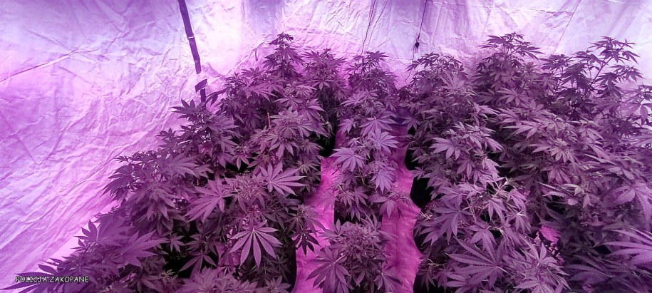 Domowa plantacji /KPP Zakopane /Policja