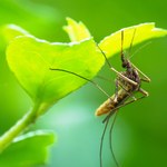 Domowe repelenty: Komary i kleszcze uciekną w popłochu