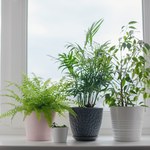 Domowe rośliny, które mogą uczulać. Na nie musisz uważać