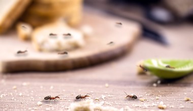 Domowe sposoby na mrówki. Jak się ich pozbyć i czym odstraszyć?