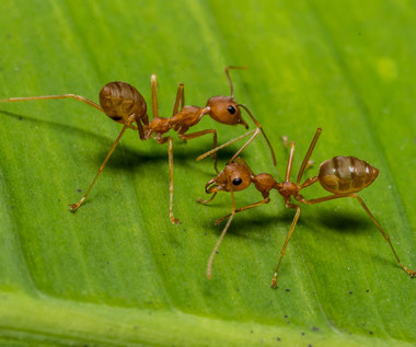 Domowe sposoby na mrówki