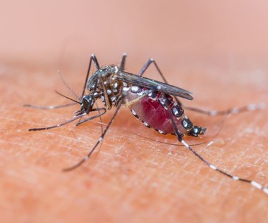 Domowe sposoby na odstrasznie komarów