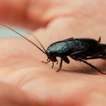Domowe sposoby na pozbycie się karaluchów