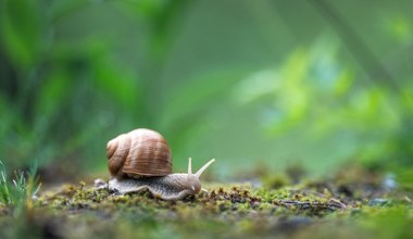 Domowe sposoby na ślimaki. Genialne pułapki i bariery z kuchennej szafki