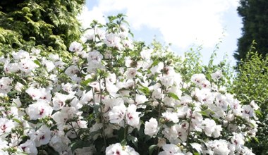 Domowy nawóz do hibiskusa z resztek. Będzie kwitł całe lato