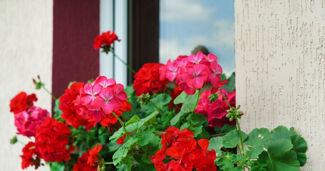 Domowy nawóz do pelargonii ze skorupek jajek polepszy ich kwitnienie. /123RF/PICSEL