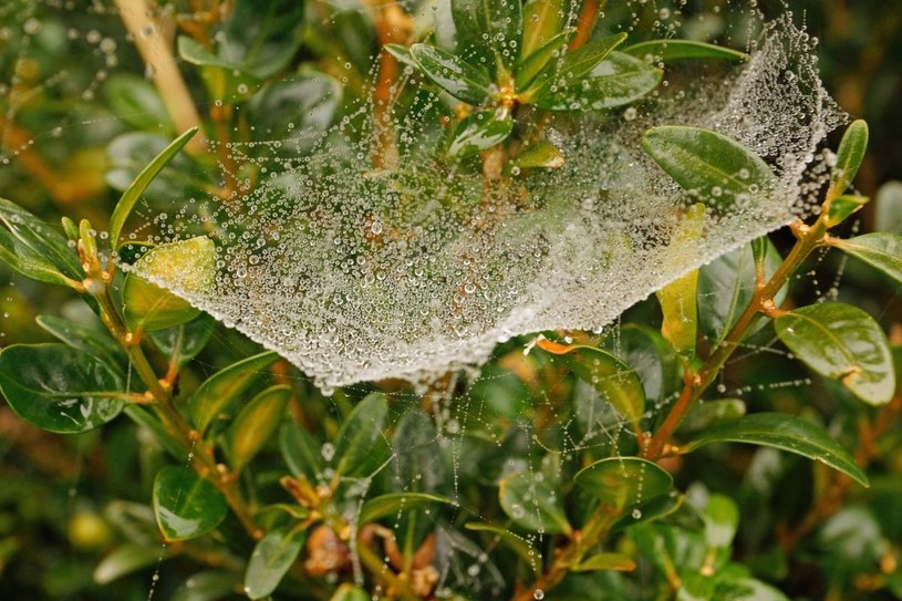 Domowy oprysk na ćmę bukszpanową. Zmieszaj, zagotuj i spryskaj gałązki