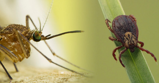 Domowy sposób na komary i kleszcze /© Photogenica