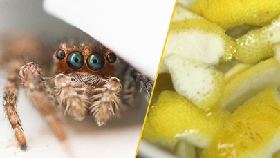 ​Domowy sposób na pająki. Eksperci mają skuteczną radę