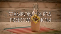 Domowy szampon dla psa przeciw pchłom