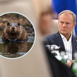 Donald Tusk o bobrach: Żaden nie ucierpiał