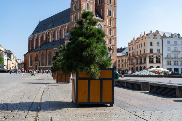 Donice z drzewami tymczasowo ustawione na Rynku Głównym /Shutterstock