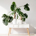 Doniczki są już passe. To będzie hit 2026 roku