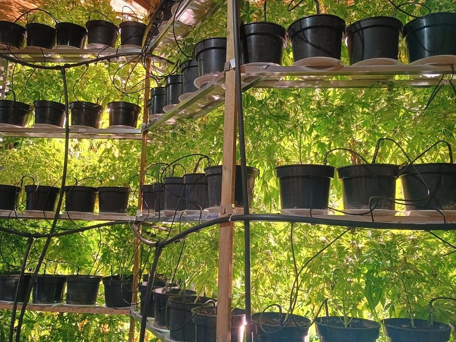 Doniczki z sadzonkami konopi /KWP POZNAŃ /Policja