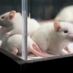 DOOM II: Naukowiec chce streamować grające szczury 