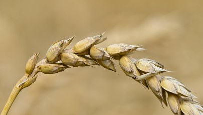 Dopłaty do zbóż i nawozów. Rozporządzenia opublikowane w Dzienniku Ustaw