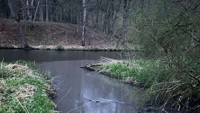 ​Dopływ Brdy zanieczyszczony. Awaria w oczyszczalni ścieków