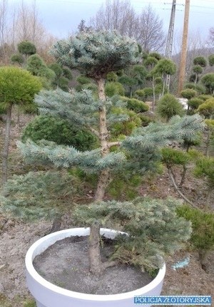 Dorodne drzewko bonsai /KPP w Złotoryi /Policja
