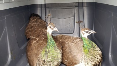 Dorodne pawice wtargnęły do... podstawówki