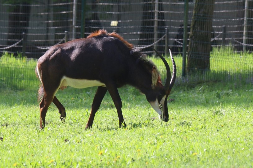 Dorosły antylopowiec szablorogi. /Gdański Ogród Zoologiczny /materiały prasowe