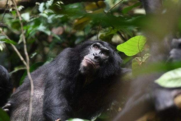 Dorosły samiec bonobo w Kokolopori Bonobo Reserve w Demokratycznej Republice Kongo /© Martin Surbeck, Kokolopori Bonobo Research /Materiały prasowe