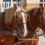 Dorożki na Rynku w Krakowie i ciąg dalszy sporu o prawa koni 