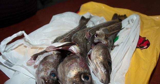 Dorsz bałtycki jest w bardzo złym stanie - alarmują rybacy /fot. Hubert Bierndgarski /Reporter