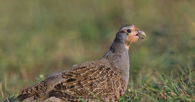 Doskonale znane z obrazów Chełmońskiego kuropatwy dzisiaj można spotkać o wiele rzadziej /Marek Szczepanek /CC BY-SA 3.0