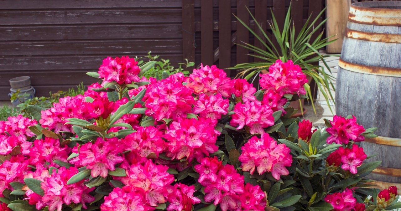 Doskonałym towarzystwem dla rododendronów są azalie, wrzosy i wrzośce. /123RF/PICSEL