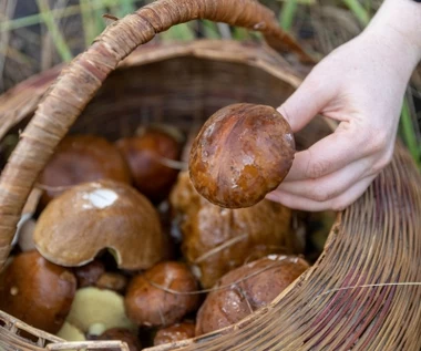 Dostarczą witamin, obniżą cholesterol i ciśnienie. Najcenniejsze znalezisko grzybiarzy
