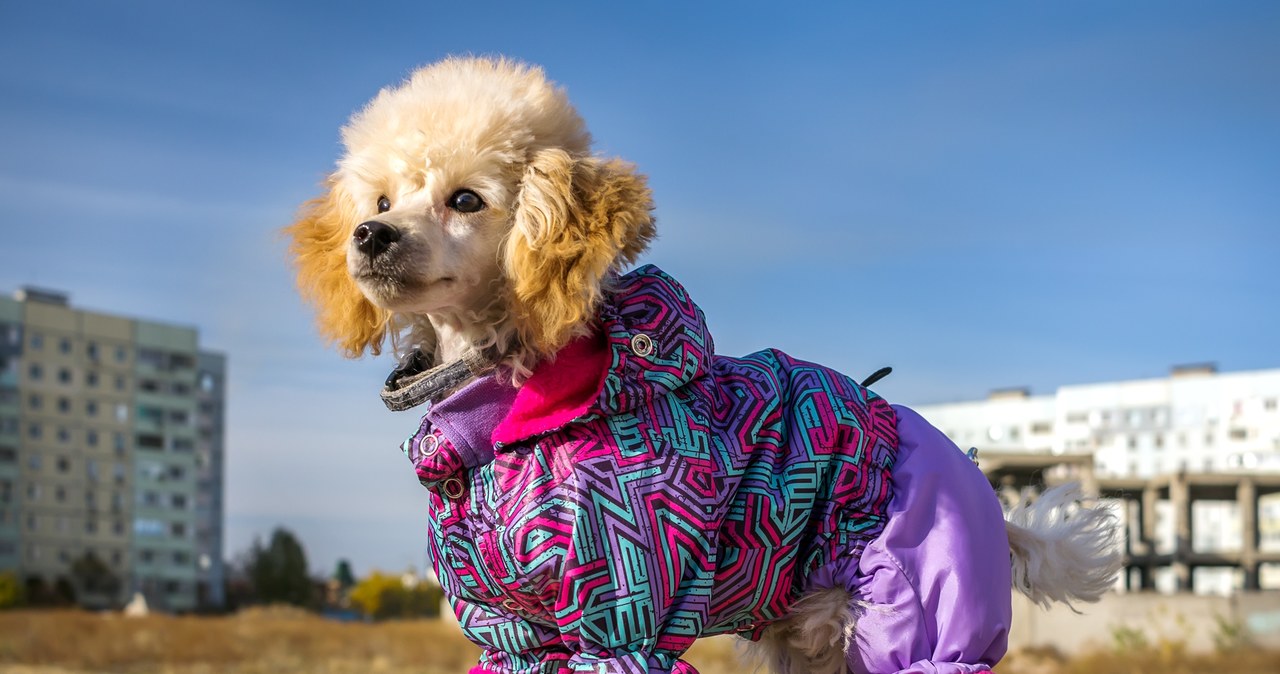 Dostosowanie ubioru do typu sierści psa jest kluczowe w zapewnieniu zwierzęciu odpowiedniej ochrony termicznej /123RF/PICSEL