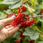 Doświadczeni ogrodnicy podlewają tym porzeczki. Owoców mają co niemiara 