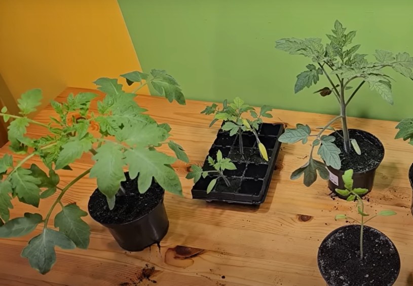 Doświetlanie rozsady pomidorów przyspiesza wzrost roślin. /You Tube /INTERIA.PL