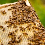 Dotacja 50 zł lub więcej na pszczelą rodzinę. Wnioski można składać tylko do końca maja