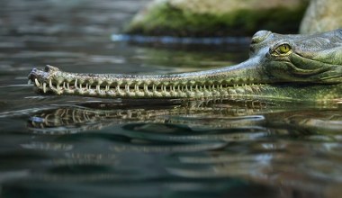 Dotąd się tam nie zapędzał. Dziwaczny krokodyl straszył w mieście