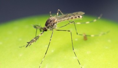 Dotarły aż na Islandię, w Polsce jest ich coraz mniej. Co się dzieje?