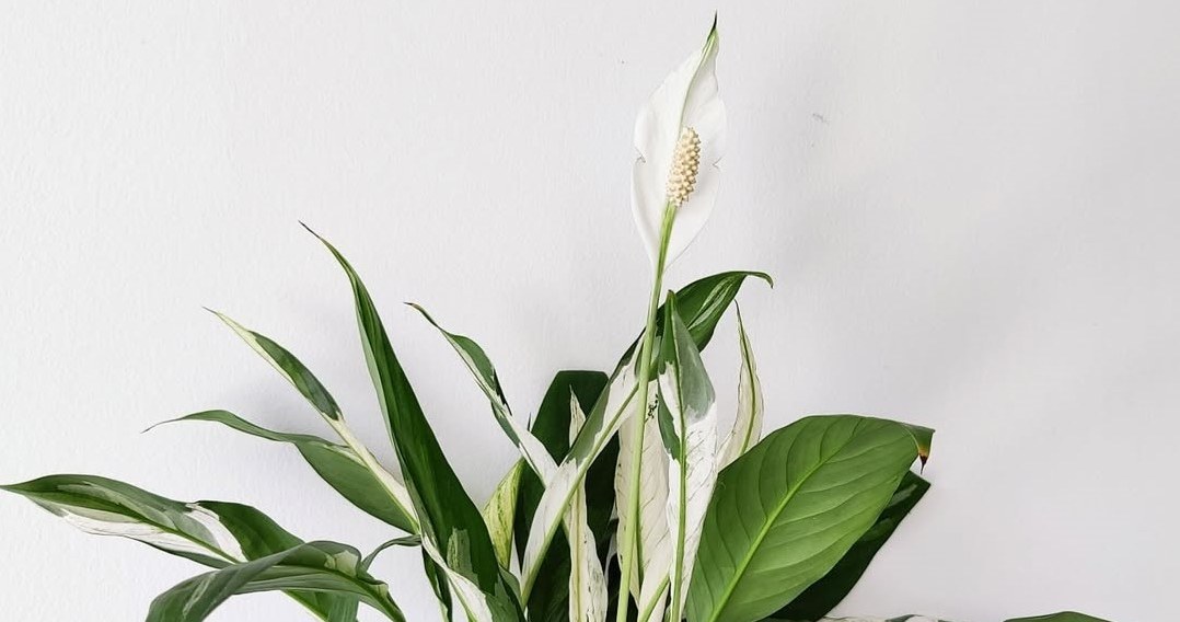 Дотримання кількох простих правил може забезпечити цвітіння спатифілума протягом усього року /Domena publiczna