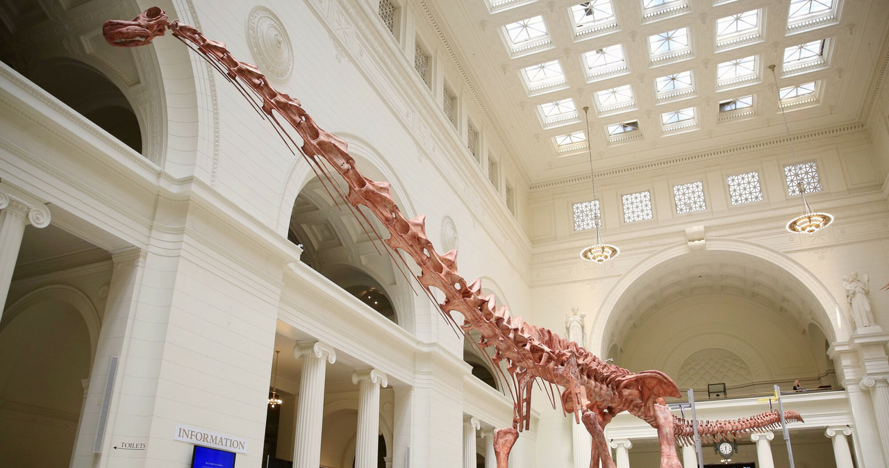 Dotychczasowy rekordzista, którego można podziwiać w Muzeum Historii Naturalnej w Chicago. Najnowsze odkryte szczątki są jeszcze większe! /East News