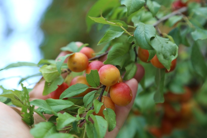 Dowiedz się, jakie ma właściwości mirabelka i kto powinien sięgać po te smaczne owoce? /123RF/PICSEL