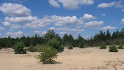 Dr Jerzy Parusel: Pustynia Błędowska jest ewenementem na skalę europejską