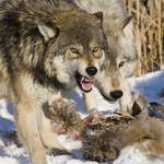 Dr Mysłajek: Podchodźmy ostrożnie do rewelacji o atakach wilków na ludzi