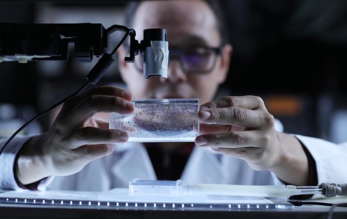 Dr Paul Sabandal, z UTEP Department of Biological Sciences podczas badań muszek owocowych /The University of Texas at El Paso. /Materiały prasowe