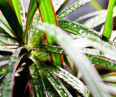  Dracena: Jak ją pielęgnować, by pięknie rosła?