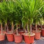 Dracena marnieje, a jej liście żółkną. Jak ją ratować?